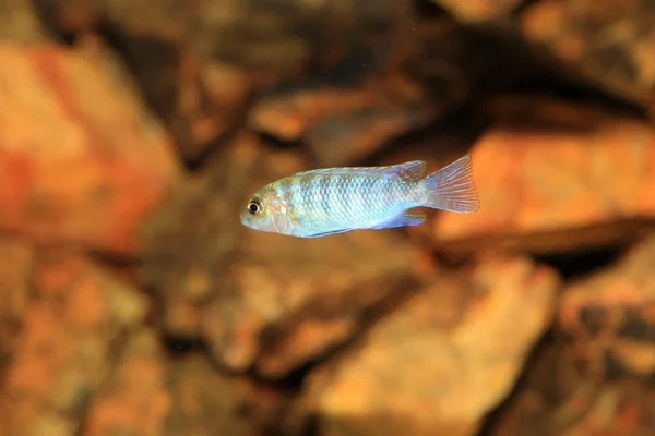 Cyphotilapia frontosa juvnule no Lago Tanganyika — Fotografia de Stock