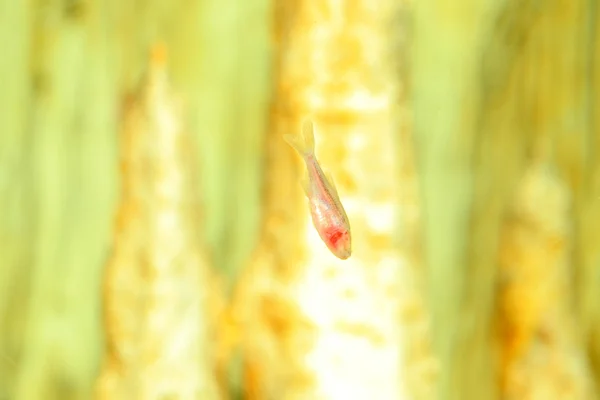 Um peixe cego caverna (Astyanax jordani ) — Fotografia de Stock