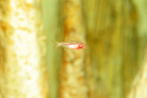 Een blind grot vis (Astyanax jordani) — Stockfoto