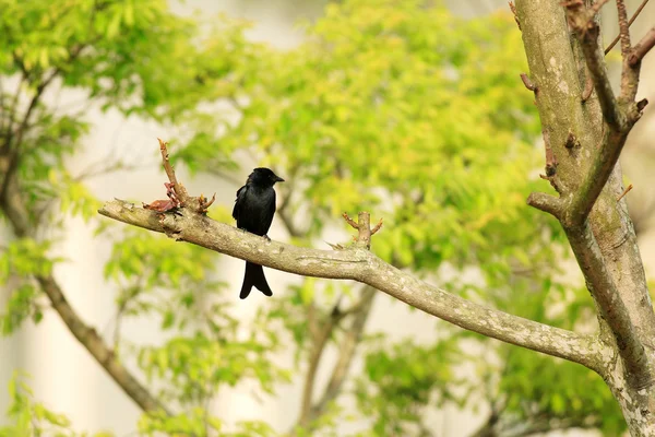 黑卷尾 (黑 Macrocercus) — 图库照片