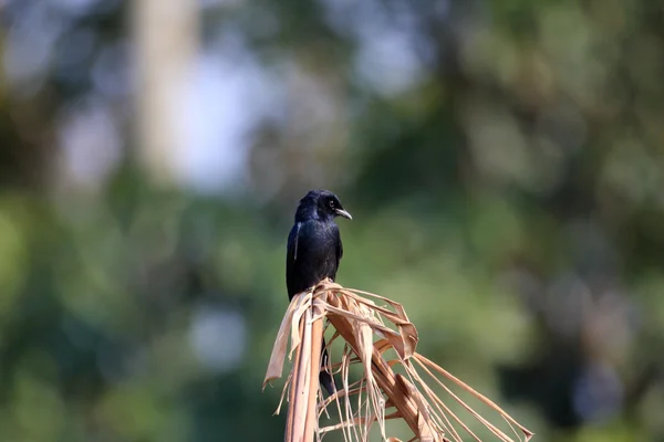 黑卷尾 (黑 Macrocercus) — 图库照片