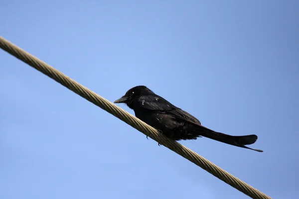 Czarny Drongo (Dicrurus Macrocercus) — Zdjęcie stockowe