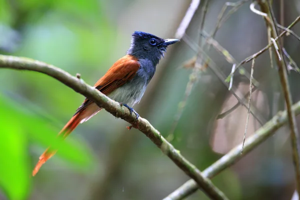 Paraíso asiático Flycatcher (Terpsiphone paradisi) fêmea na Tailândia — Fotografia de Stock