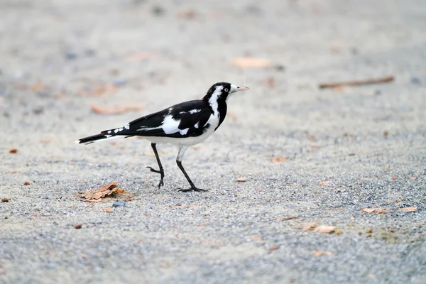 A Magpie Lark, también conocido como Mudlark, Murray Magpie o Peewee, un ave australiana de tamaño pequeño a mediano que forma parte de la familia Monarchidae. — Foto de Stock