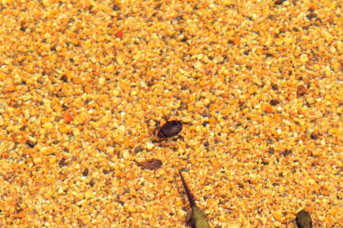 Acilius kishii dalış böceği, Japonya