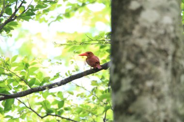 Kırmızı arası Kingfisher (Halcyon coromanda) Japonya'da