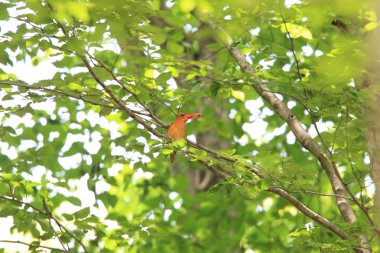 Kırmızı arası Kingfisher (Halcyon coromanda) Japonya'da