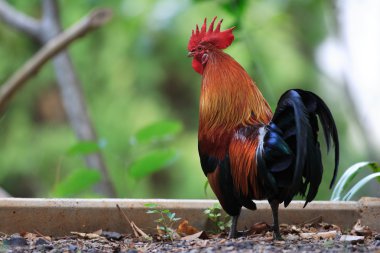 Tayland Kırmızı Junglefowl (Gallus gallus)