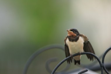 Kırlangıcı (Hirundo rustica gutturalis)