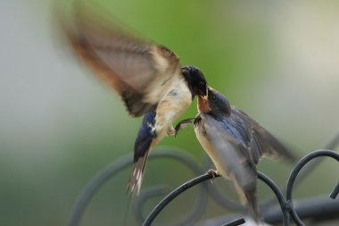 Kırlangıcı (Hirundo rustica gutturalis)