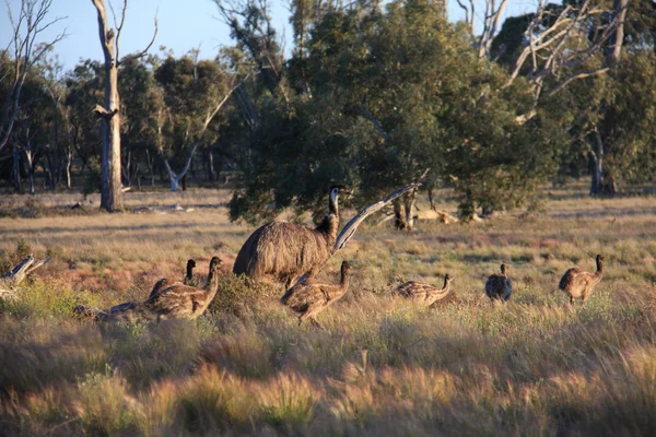 Flightless Australian bird, the Emu — Stock Photo, Image