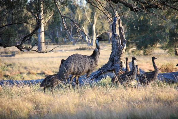 Pájaro australiano sin vuelo, el Emu —  Fotos de Stock
