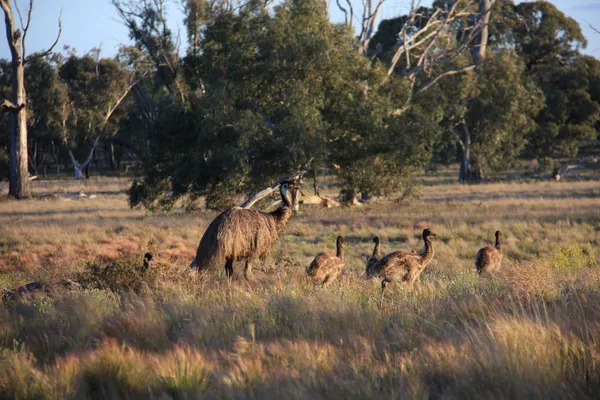 Flightless Australian bird, the Emu — Stock Photo, Image