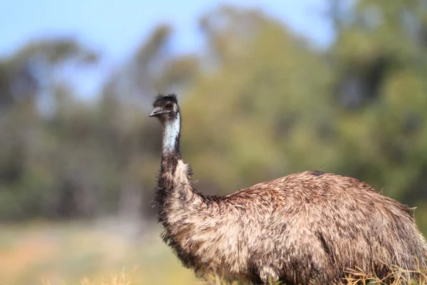 Nielotny ptak australijski, emu — Zdjęcie stockowe
