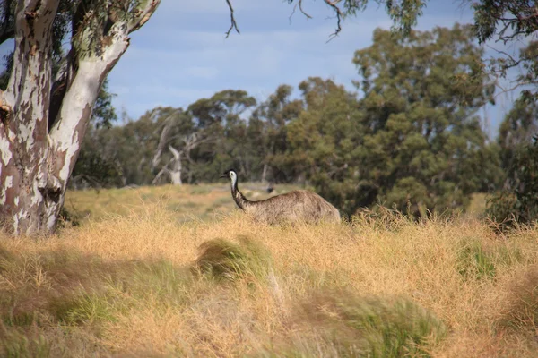 Летающая австралийская птица, Эму — стоковое фото