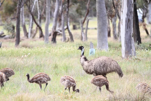 Pájaro australiano sin vuelo, el Emu —  Fotos de Stock