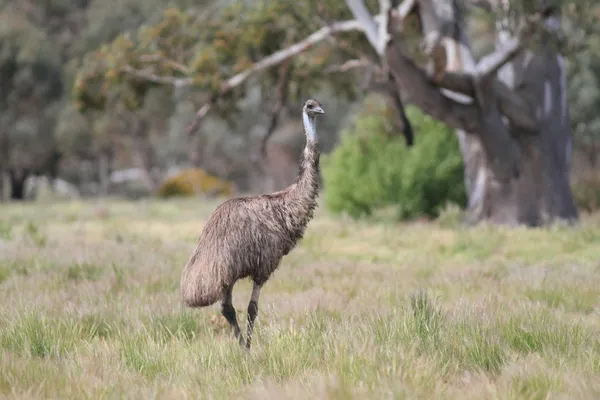 Flightless Australian bird, the Emu — Stock Photo, Image