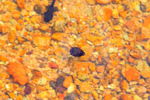 Ацилий кишийский дайвинг в Японии — стоковое фото