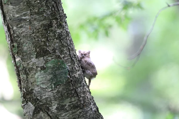 Collared Scops-owl (Otus lettia) child in Japan — Stock Photo, Image