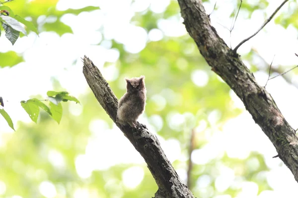 Gufo reale collare (Otus lettia) bambino in Giappone — Foto Stock