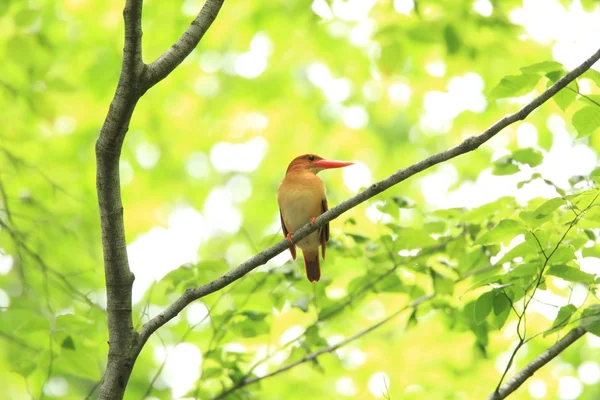 Ruddy Kingfisher (Halcyon coromanda) in Japan — Stock Photo, Image