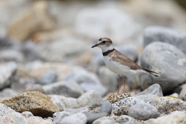 Long-billed plover (Charadrius placidus) in Japan — Stock Photo, Image