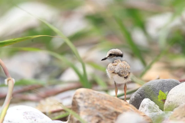 Tapón de pico largo (Charadrius placidus) en Japón — Foto de Stock