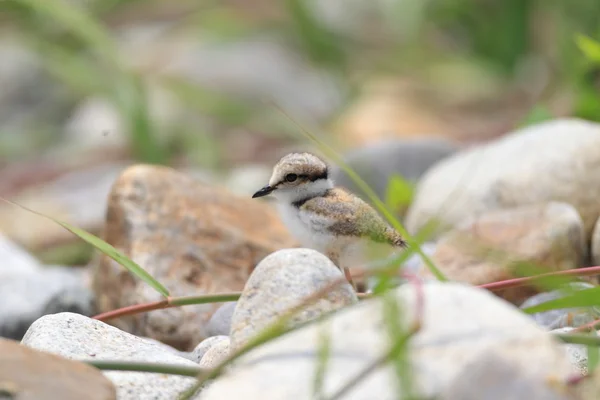 Long-billed plover (Charadrius placidus) in Japan — Stock Photo, Image