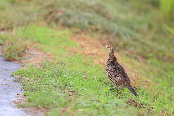 Japanse groene fazant (phasianus versicolor) familie in japan — Stockfoto