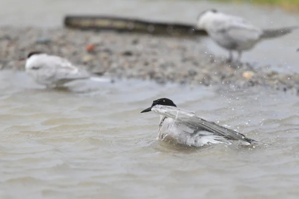 Common Tern (Sterna hirundo) in Japan — Stock Photo, Image