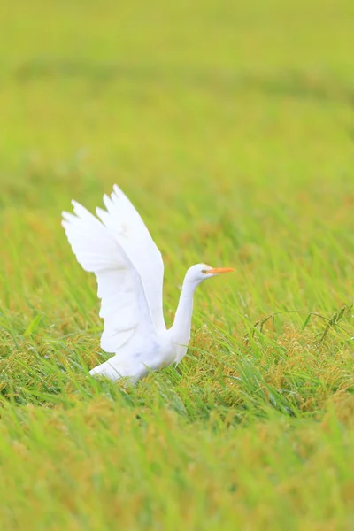 Bovini e caprini (Bubulcus ibis) in Giappone — Foto Stock