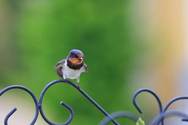 Engolir celeiro (Hirundo rustica gutturalis ) — Fotografia de Stock