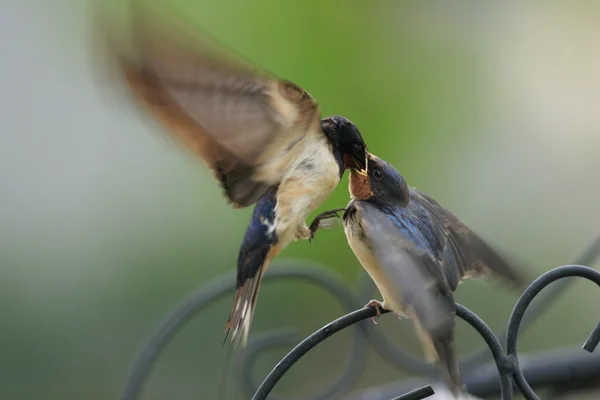 Engolir celeiro (Hirundo rustica gutturalis ) — Fotografia de Stock