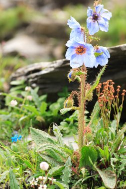 Himalaya mavi haşhaş (meconopsis racemosa) de sichuan, Çin