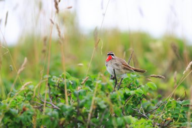 Sibirya rubythroat (luscinia calliope) malen hokkaido, Japonya
