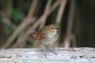 Kızıl kuyruklu robin (luscinia sibilans), Japonya