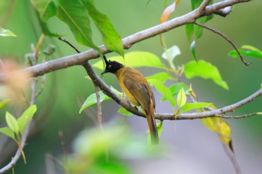 Tayland Kara tepeli bülbül (pycnonotus melanicterus)
