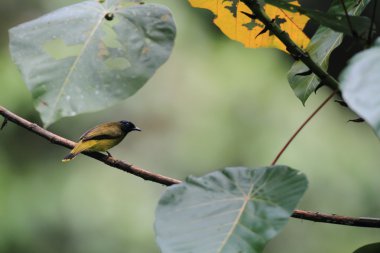 Kara başlı bülbül (pycnonotus atriceps) Borneo, Malezya