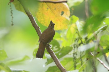 Sarı wattled bülbül (pycnonotus urostictus) Mindanao, Filipinler