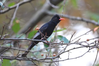 siyah bülbül (hypsipetes leucocephalus), Tayvan