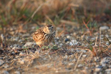 Avrasya skylark (alauda arvensis) Japonya