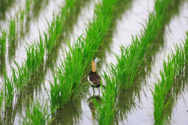 Sülün kuyruklu Jakana (hydrophasianus chirurgus) Japonya