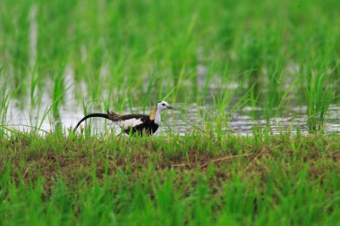 Sülün kuyruklu Jakana (hydrophasianus chirurgus) Japonya