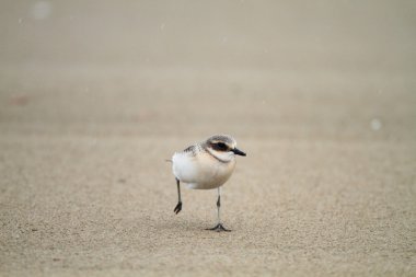 Japonya 'daki Küçük Kum Sapığı (Charadrius mongolus)