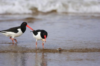 Avrasya istiridye yakalayıcısı (Haematopus ostralegus)