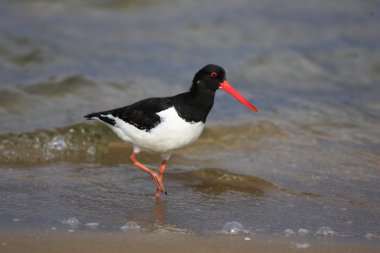 Avrasya istiridye yakalayıcısı (Haematopus ostralegus)