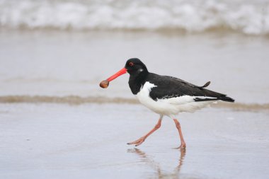 Avrasya istiridye yakalayıcısı (Haematopus ostralegus)