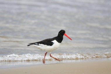Avrasya istiridye yakalayıcısı (Haematopus ostralegus)
