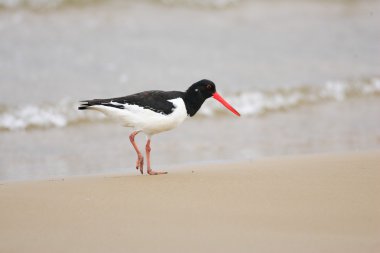 Avrasya istiridye yakalayıcısı (Haematopus ostralegus)