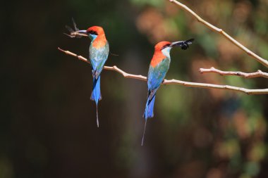 Mavi boğazlı arı kuşugiller (arı kuşu viridis) Kuzey Luzon, Filipinler
